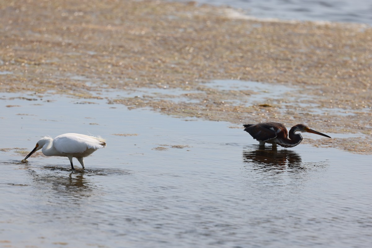 Tricolored Heron - ML645238810