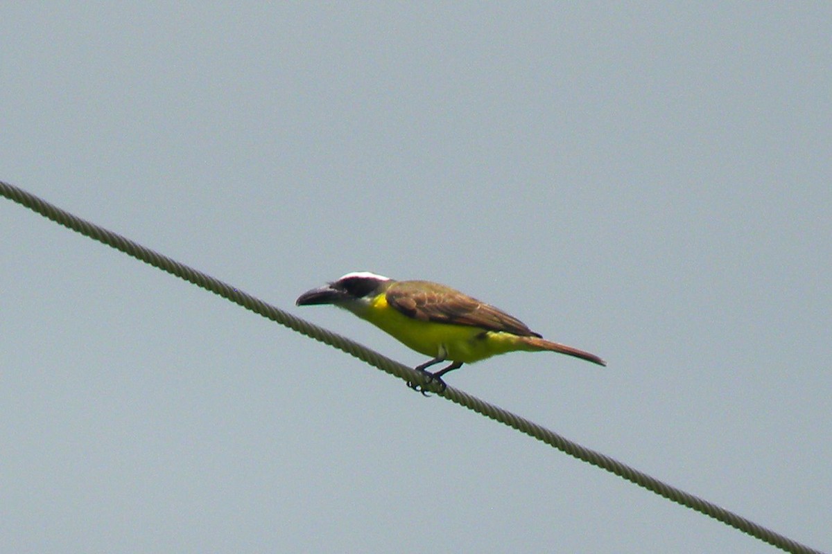 Пітанга-великодзьоб - ML645238811
