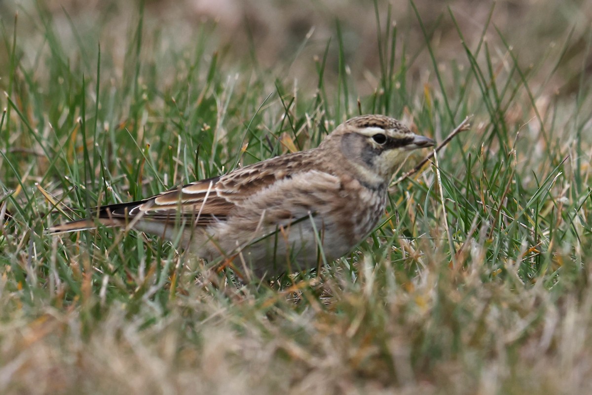 Hegatxabal adarduna - ML645238823