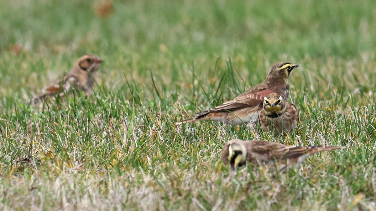 Hegatxabal adarduna - ML645238824