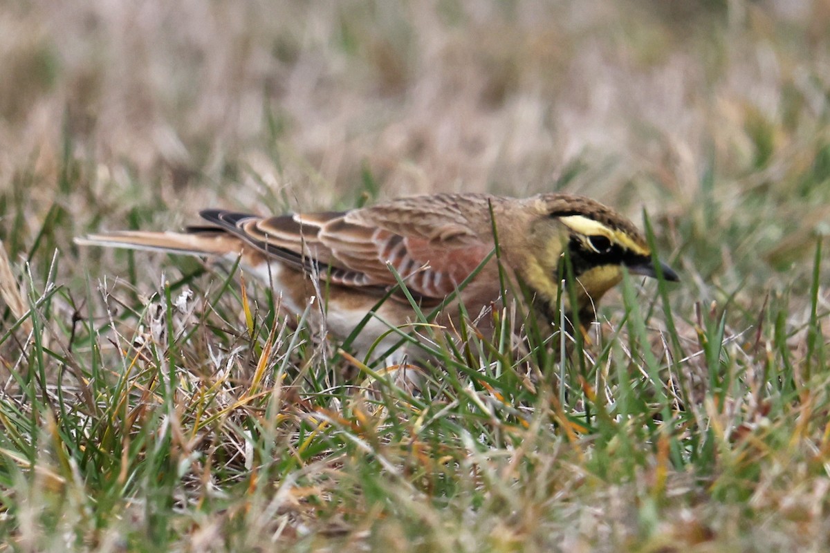 Hegatxabal adarduna - ML645238825