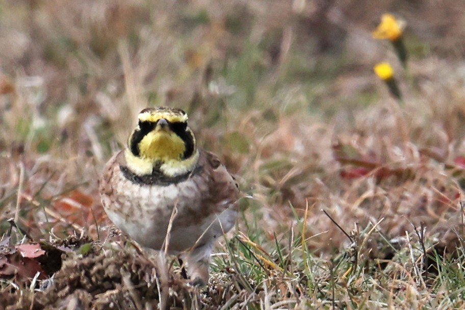 Hegatxabal adarduna - ML645238826