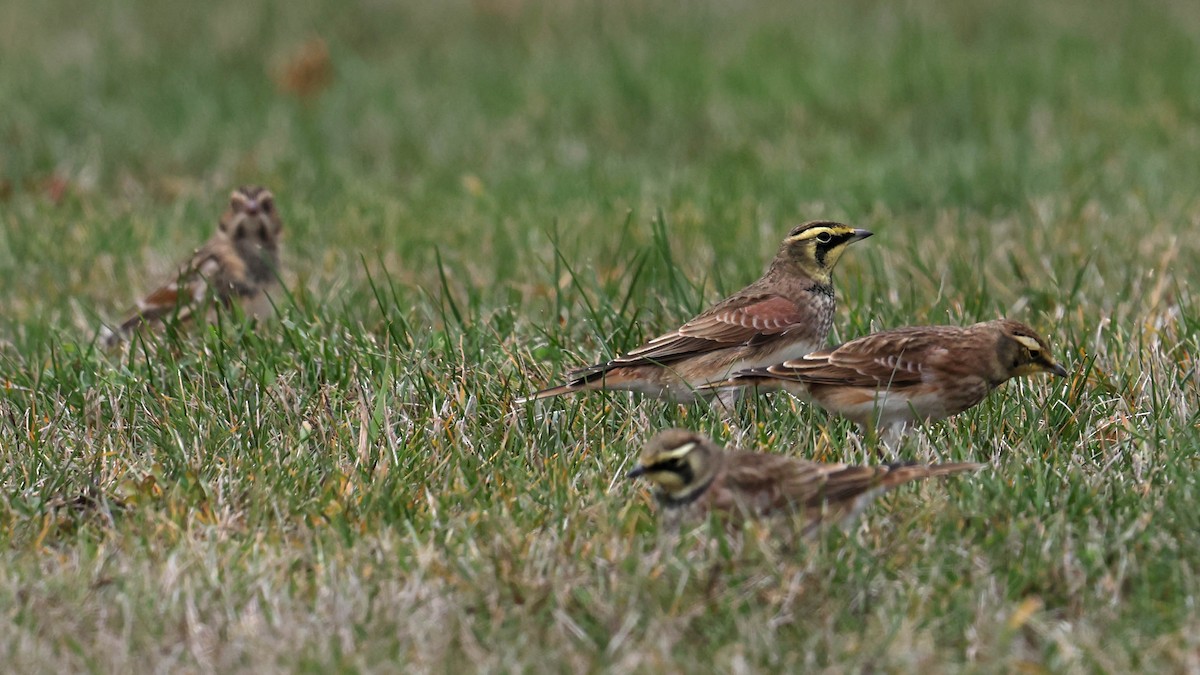 Hegatxabal adarduna - ML645238827