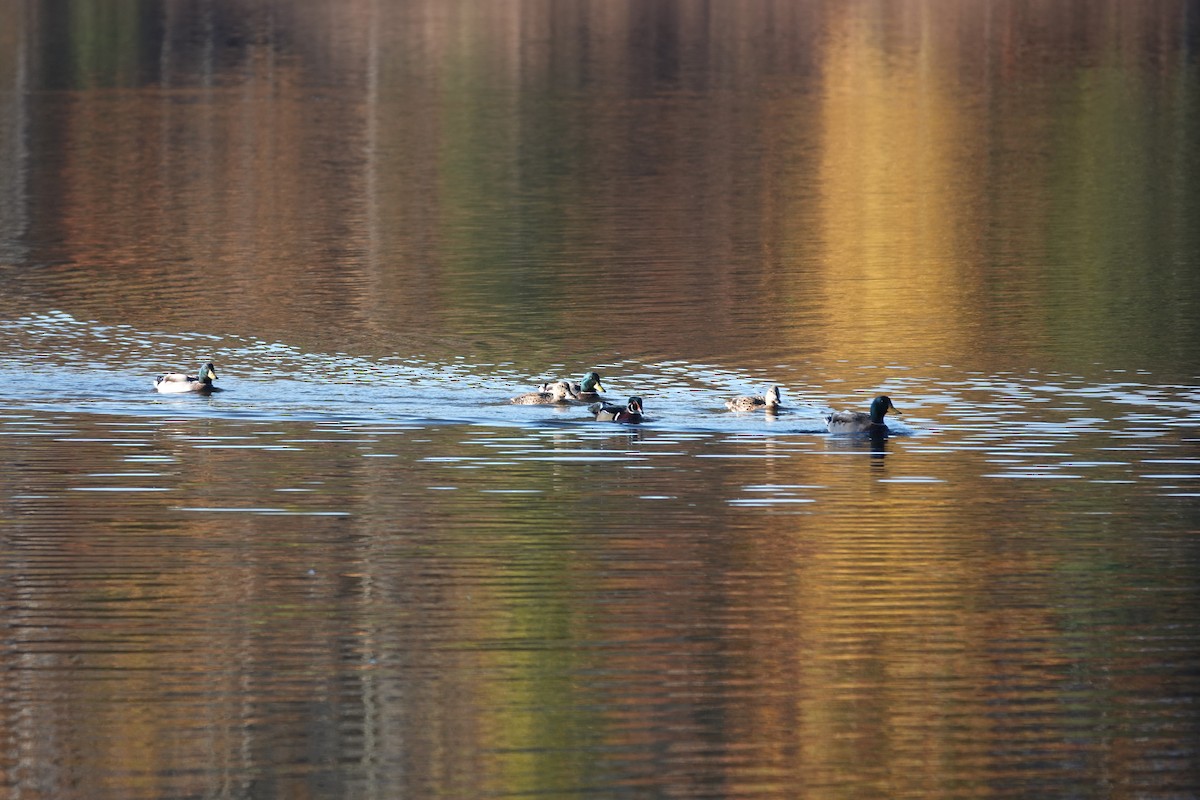 stokkand - ML645238834