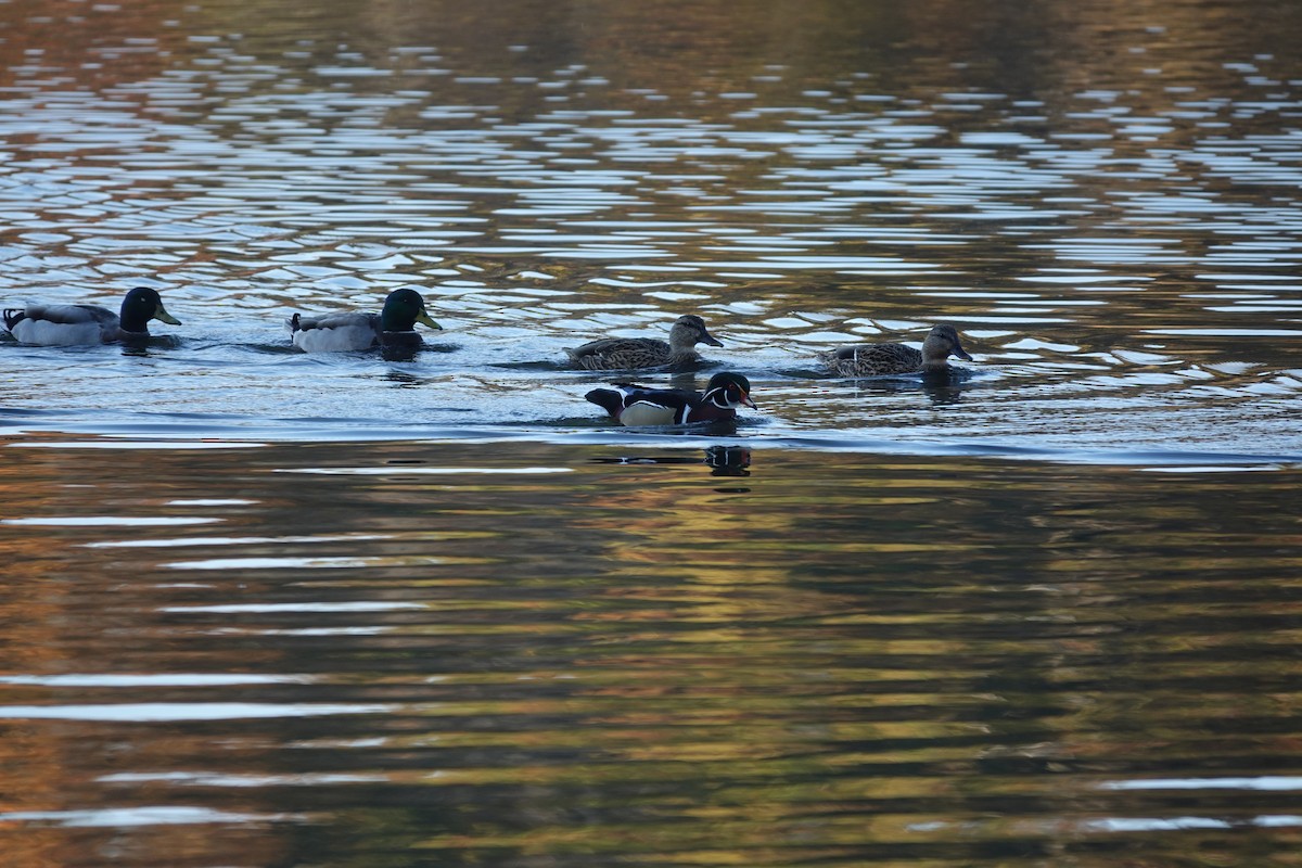 stokkand - ML645238835