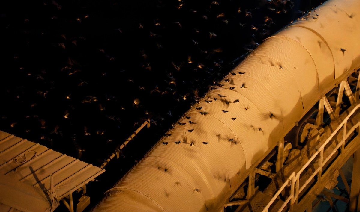 vlaštovka obecná - ML645238838