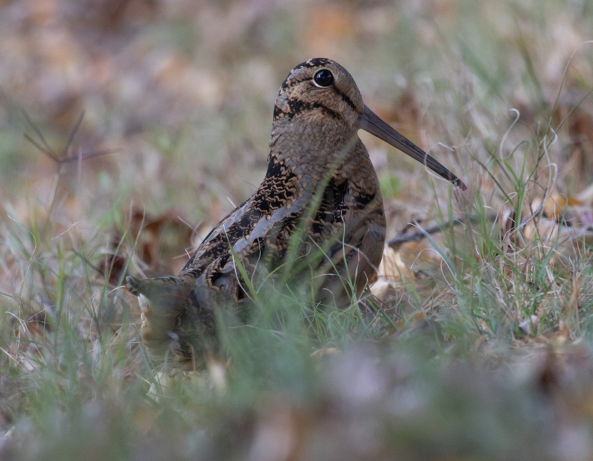 American Woodcock - ML645238840