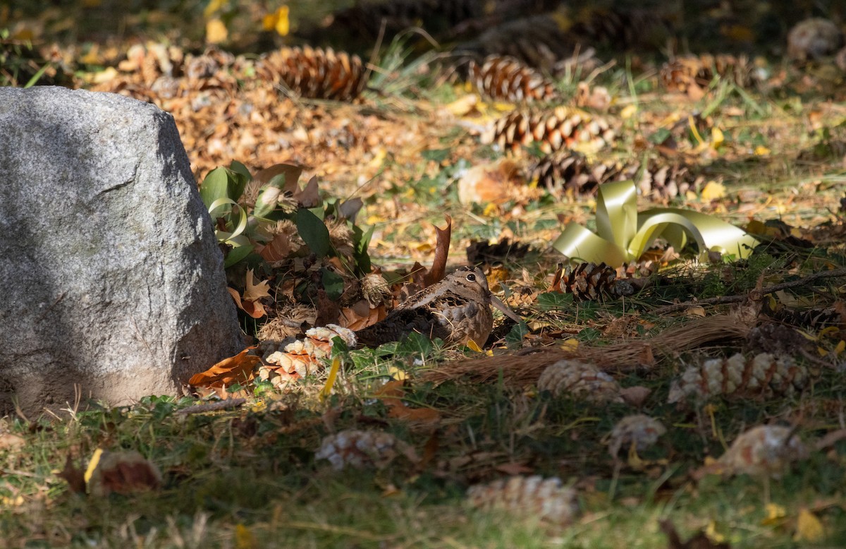 American Woodcock - ML645238842
