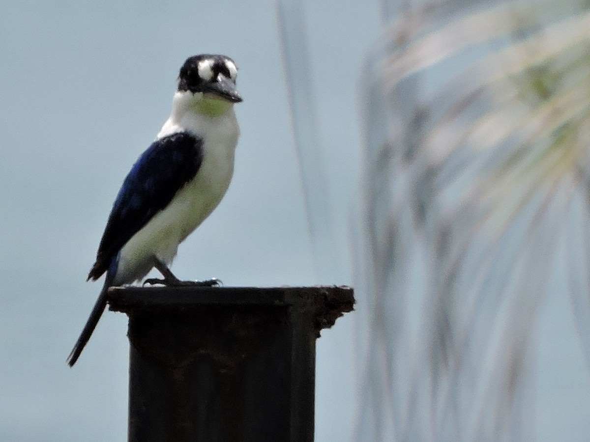 Forest Kingfisher - ML645238843