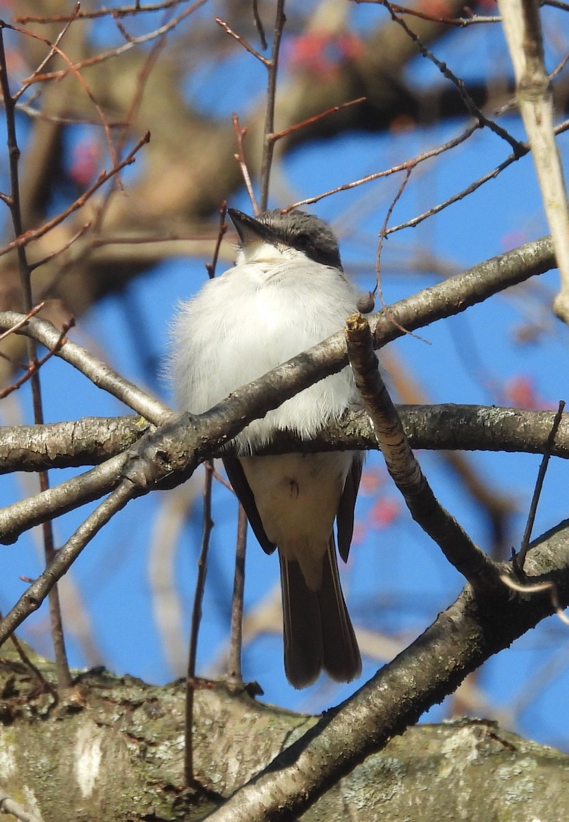 Gray Kingbird - ML645238849