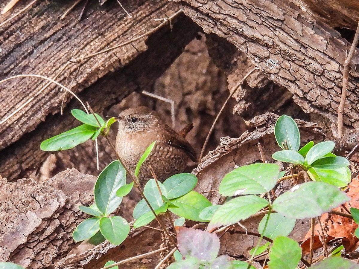 střízlík kanadský - ML645238851