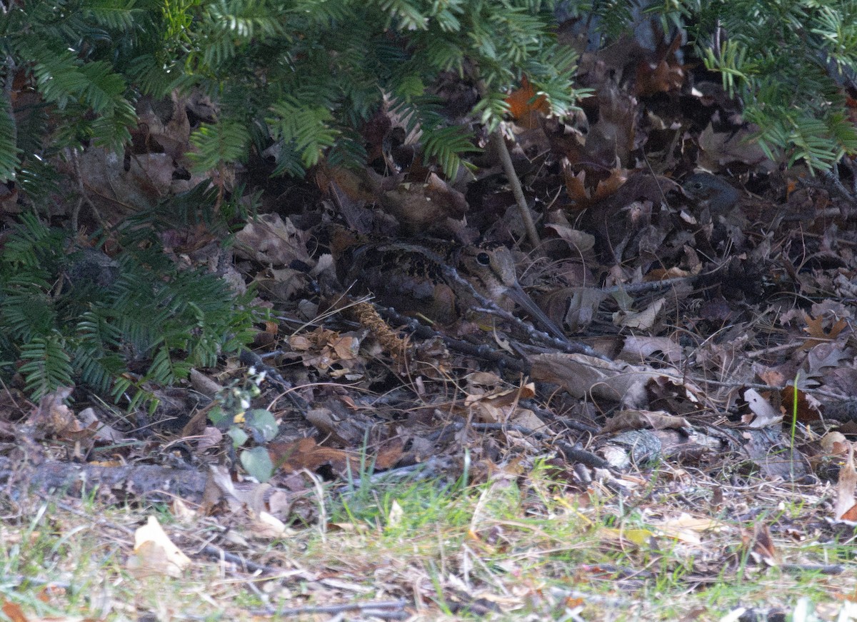 American Woodcock - ML645238855