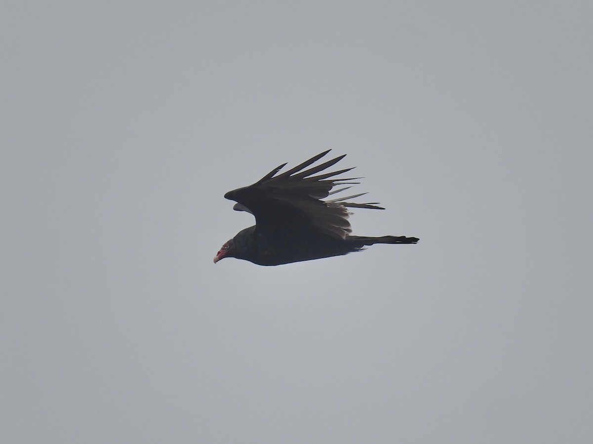 Turkey Vulture - ML645238856
