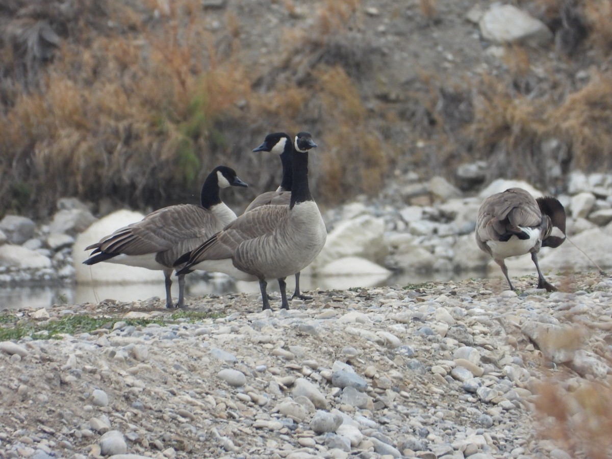 Canada Goose - ML645238868