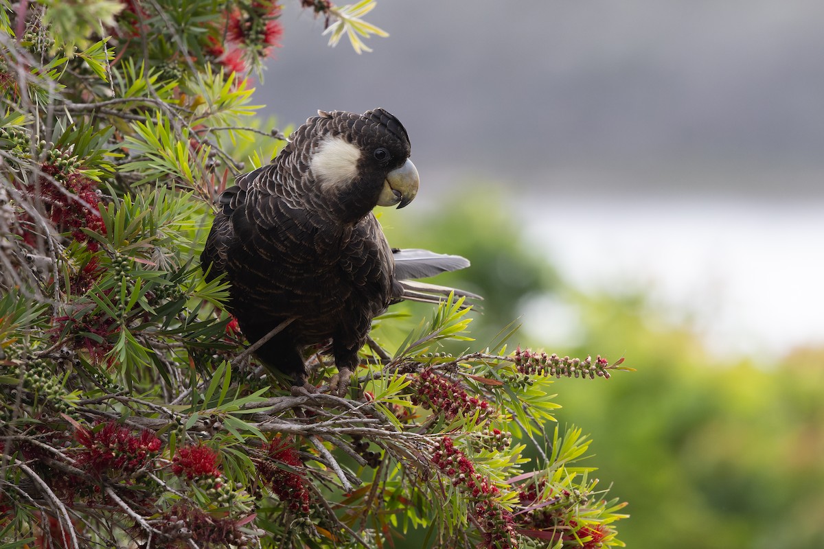 Baudin's Black-Cockatoo - ML645238871