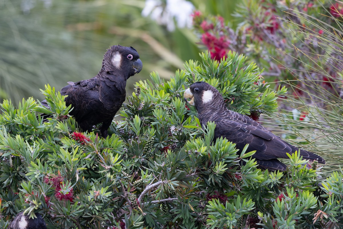 Baudin's Black-Cockatoo - ML645238872