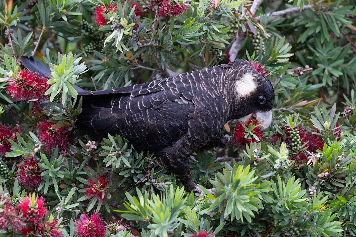Baudin's Black-Cockatoo - ML645238873