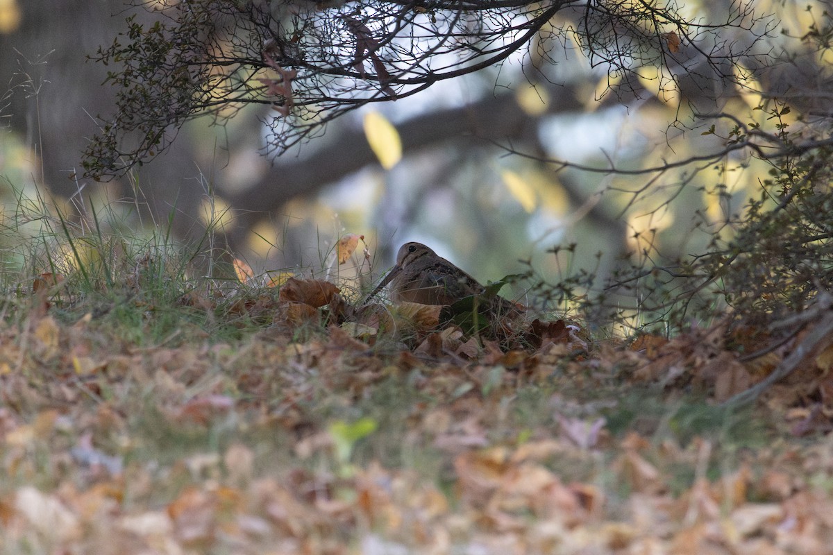 American Woodcock - ML645238876