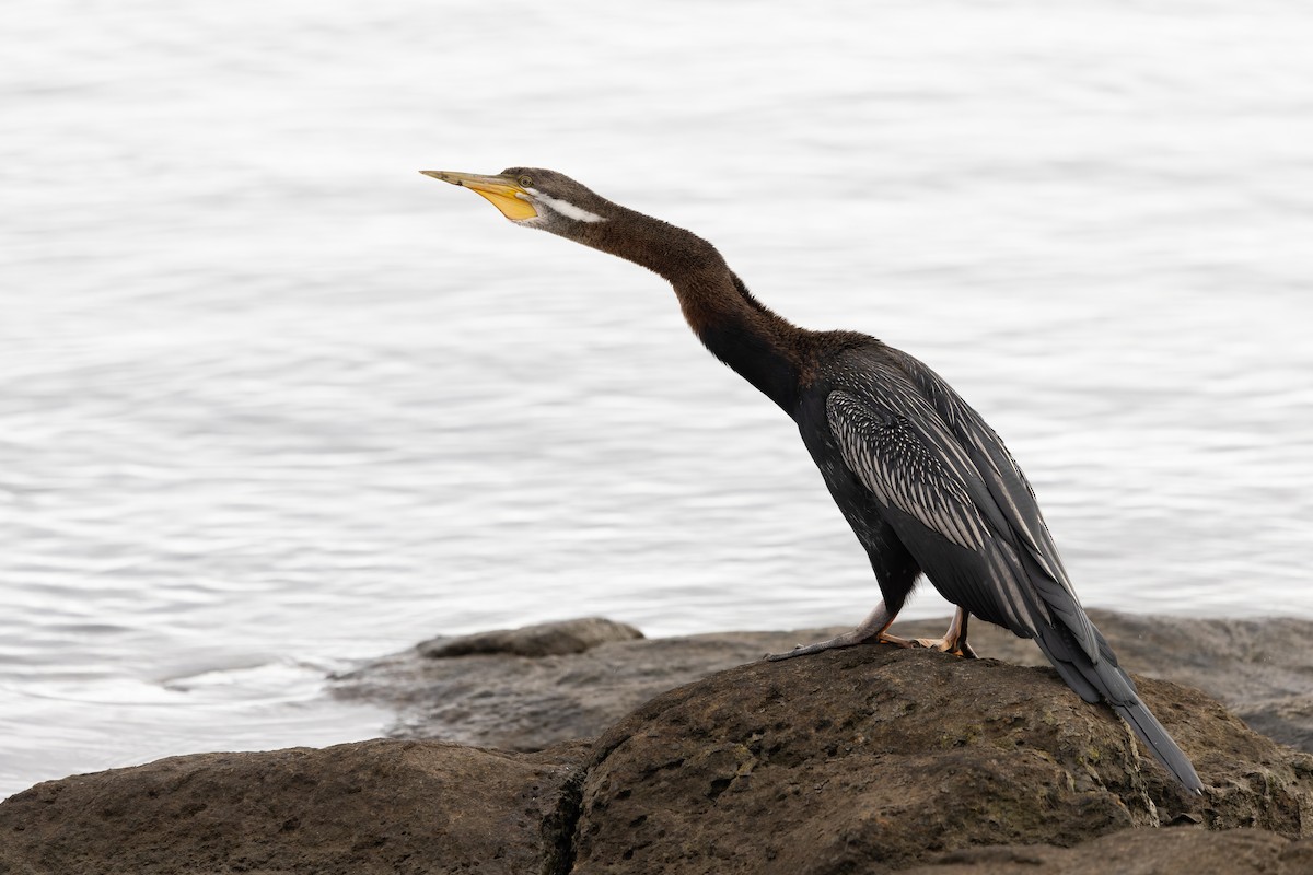Australasian Darter - ML645238877