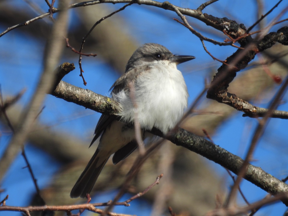 Gray Kingbird - ML645238878
