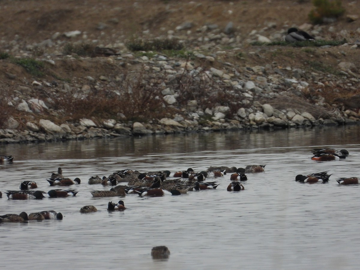 Mestolone - ML645238879