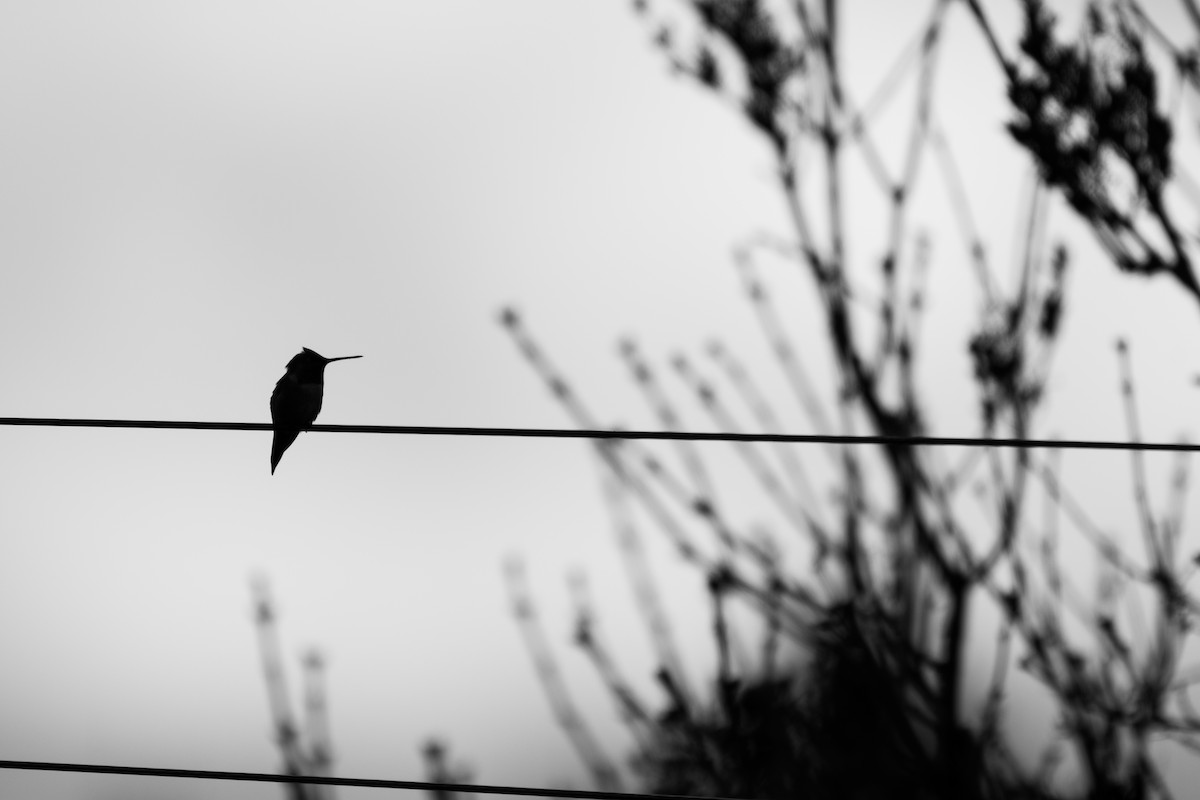 Rufous Hummingbird - ML645238890