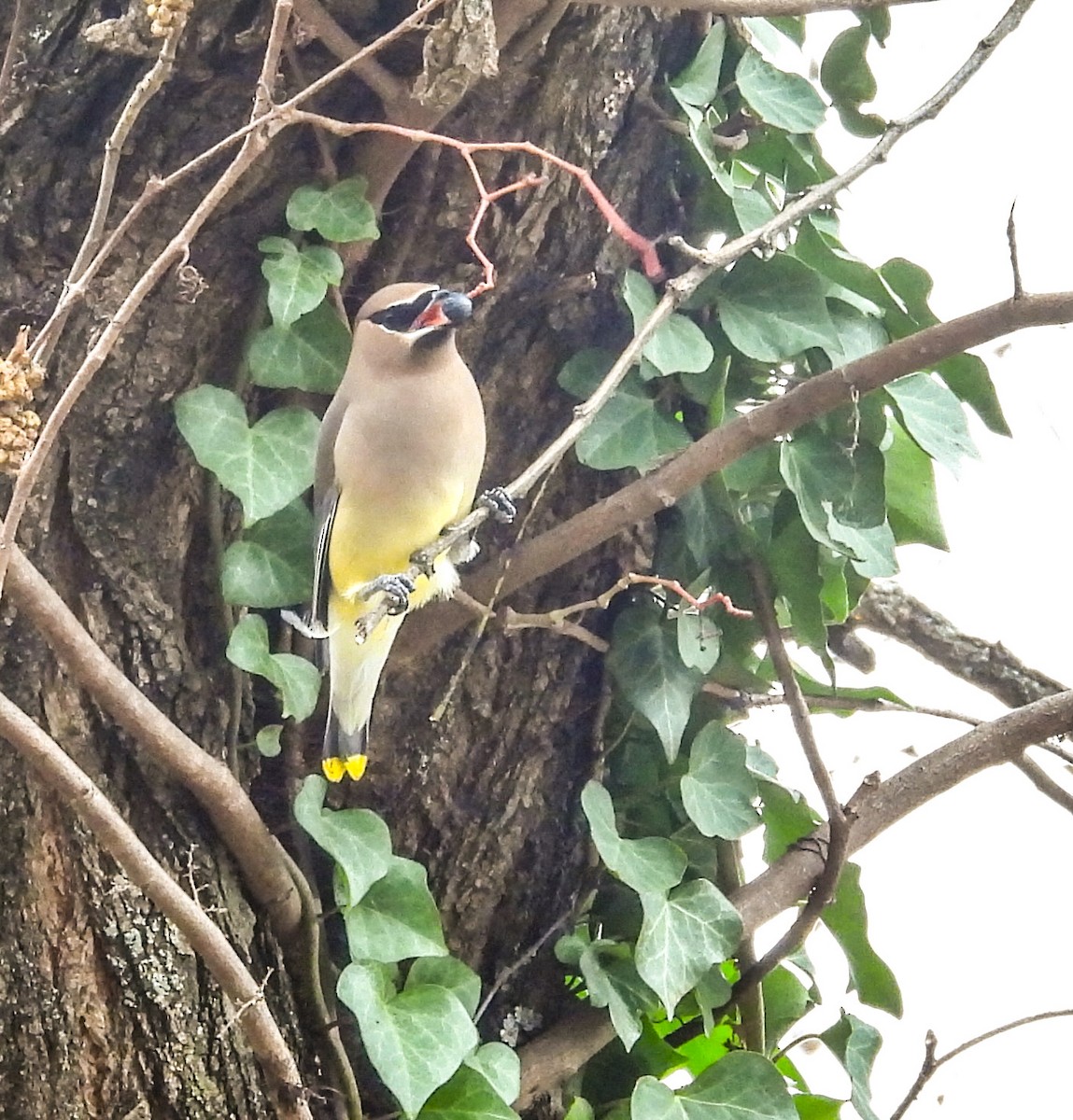Cedar Waxwing - ML645238893