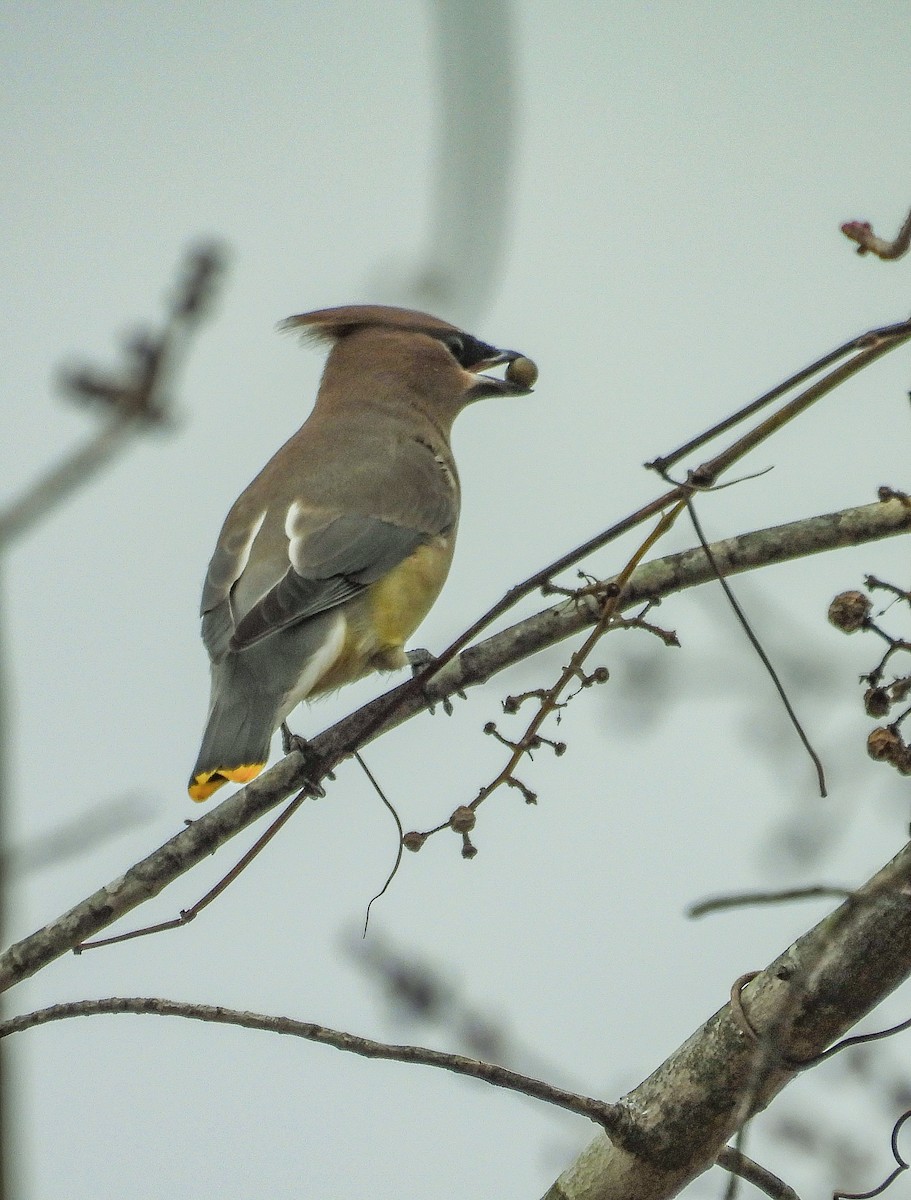 Cedar Waxwing - ML645238894