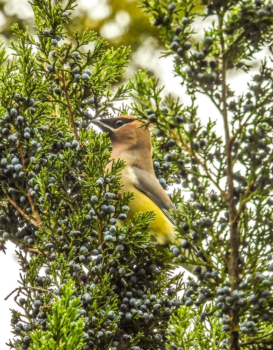 Cedar Waxwing - ML645238895