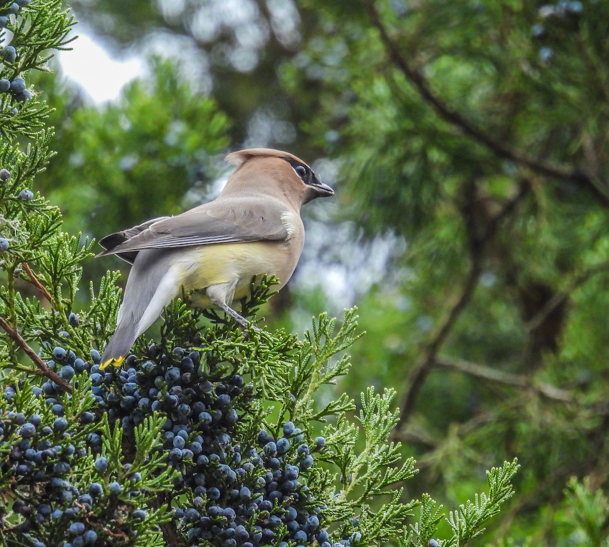 Cedar Waxwing - ML645238896