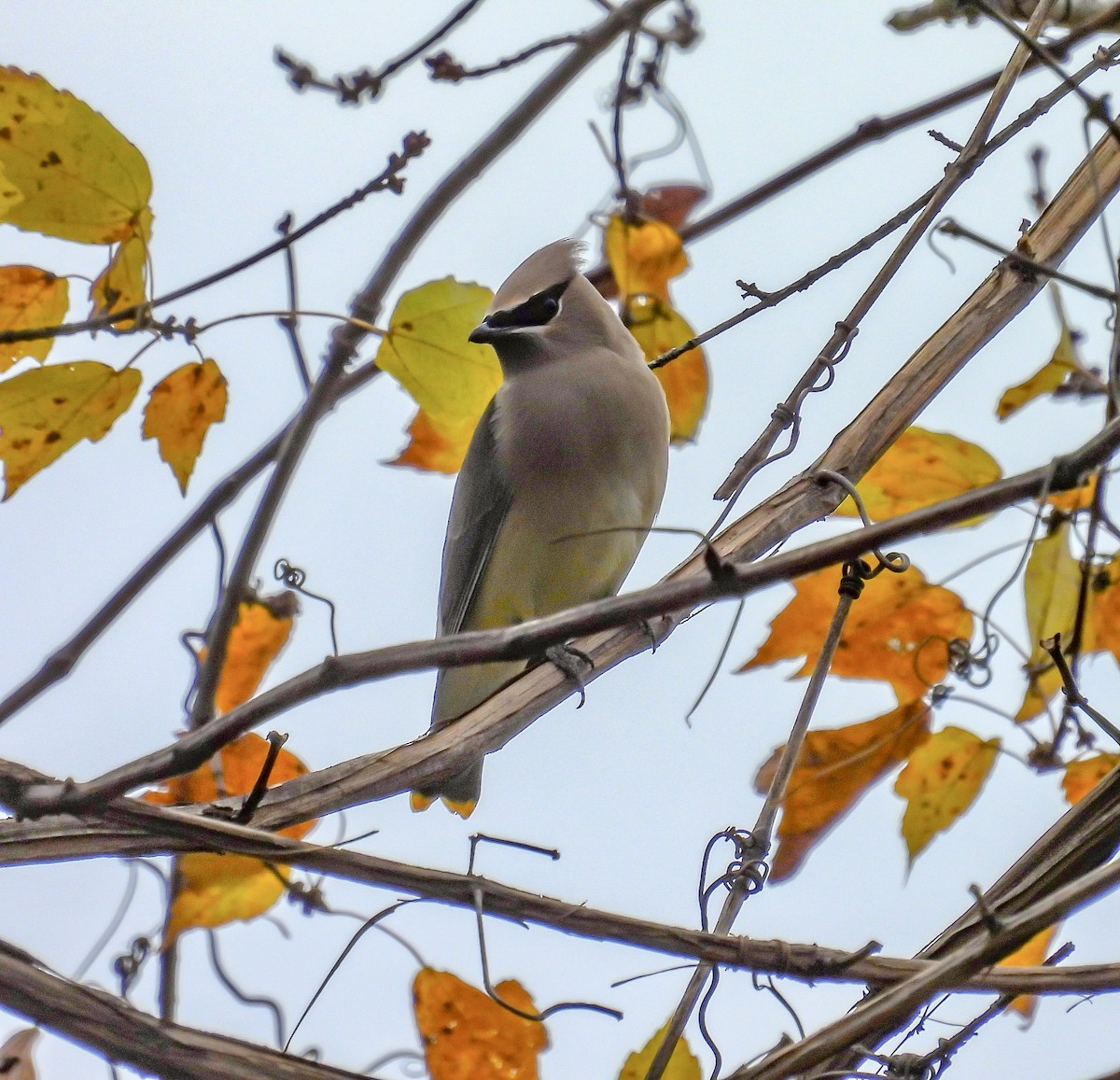 Cedar Waxwing - ML645238897