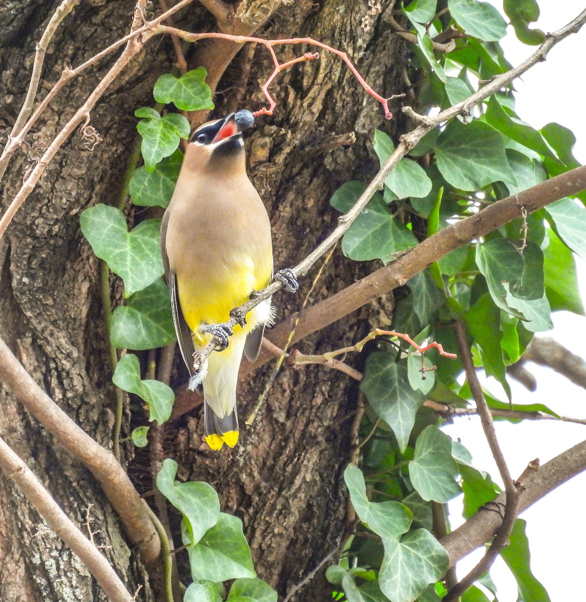 Cedar Waxwing - ML645238898