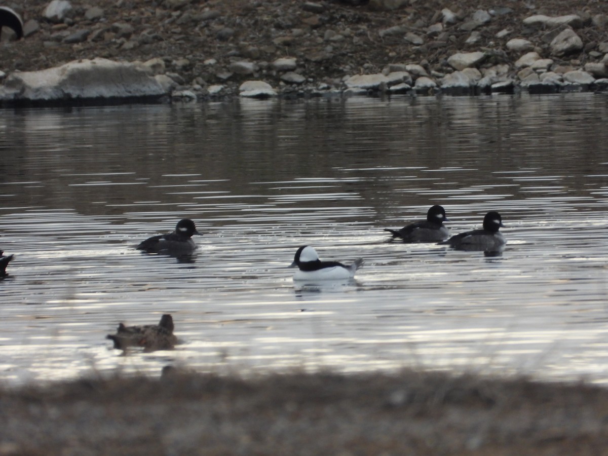 Bufflehead - ML645238909