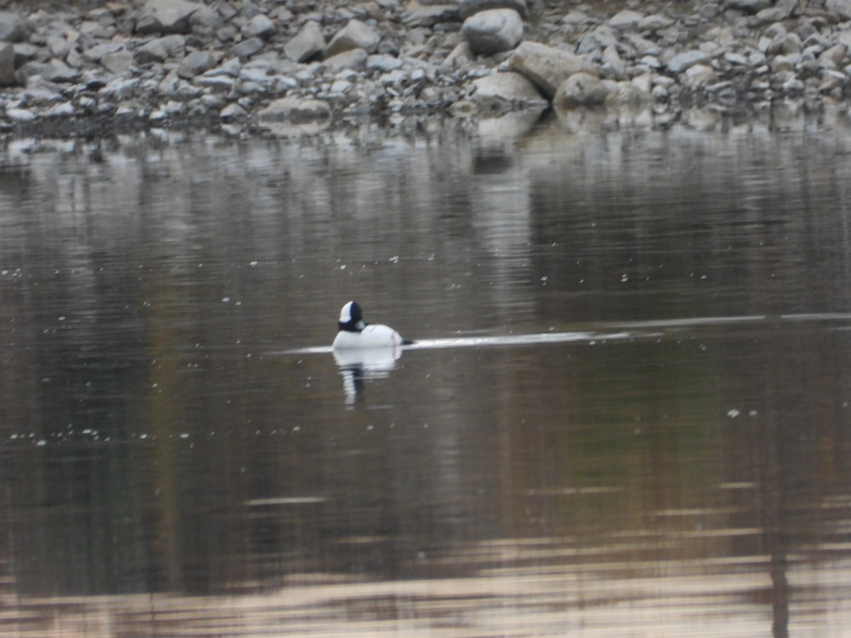 Bufflehead - ML645238911