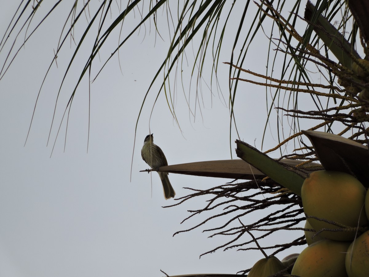 Varied Honeyeater - ML645238912