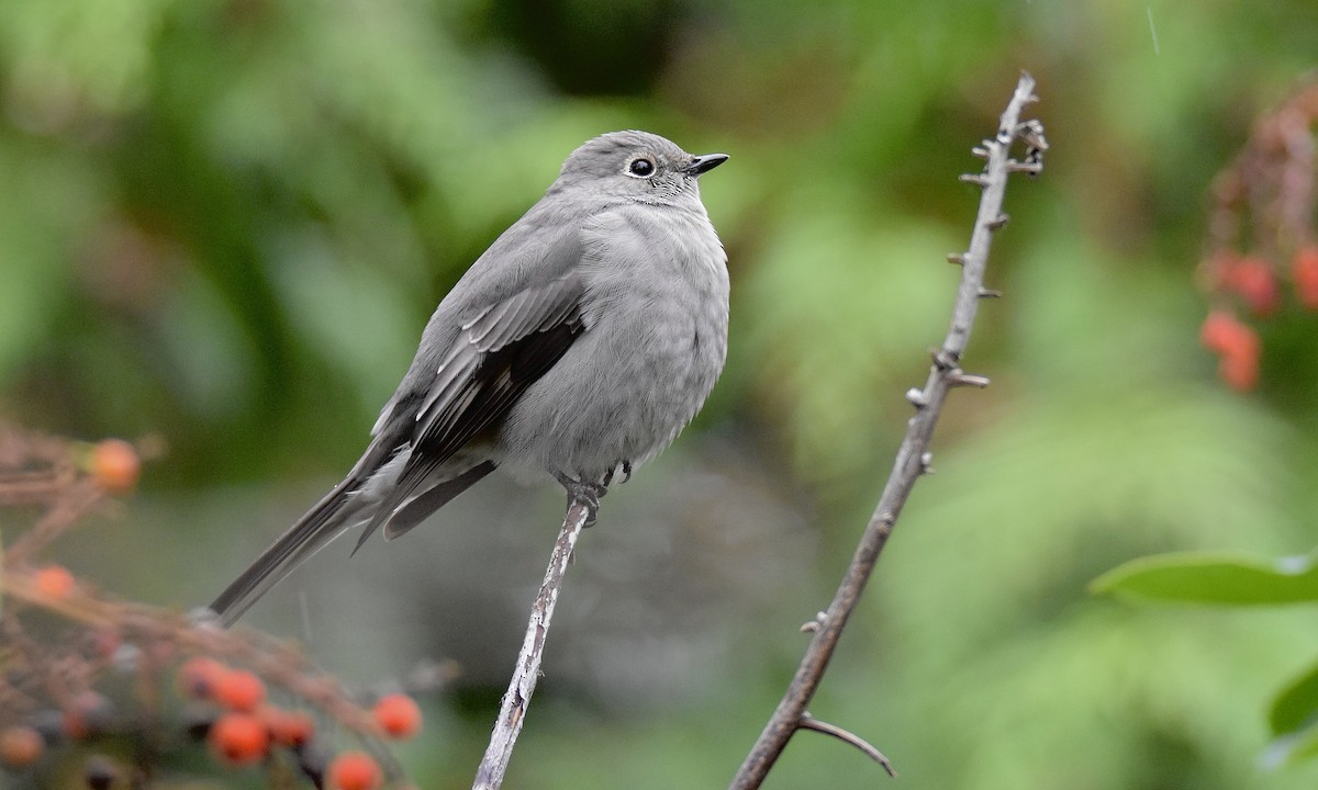 Townsend's Solitaire - ML645238913