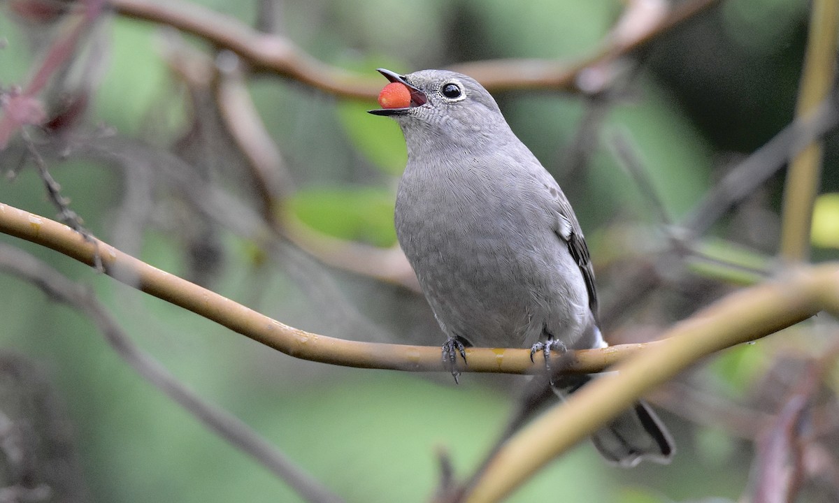 Townsend's Solitaire - ML645238914