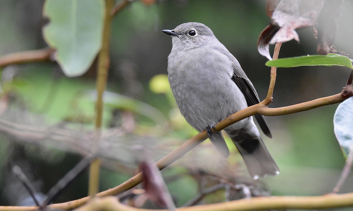 Townsend's Solitaire - ML645238915