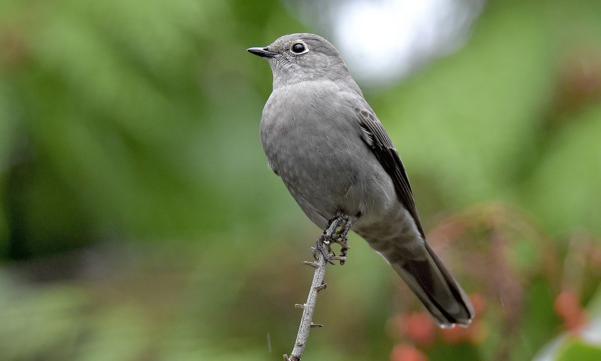 Townsend's Solitaire - ML645238916