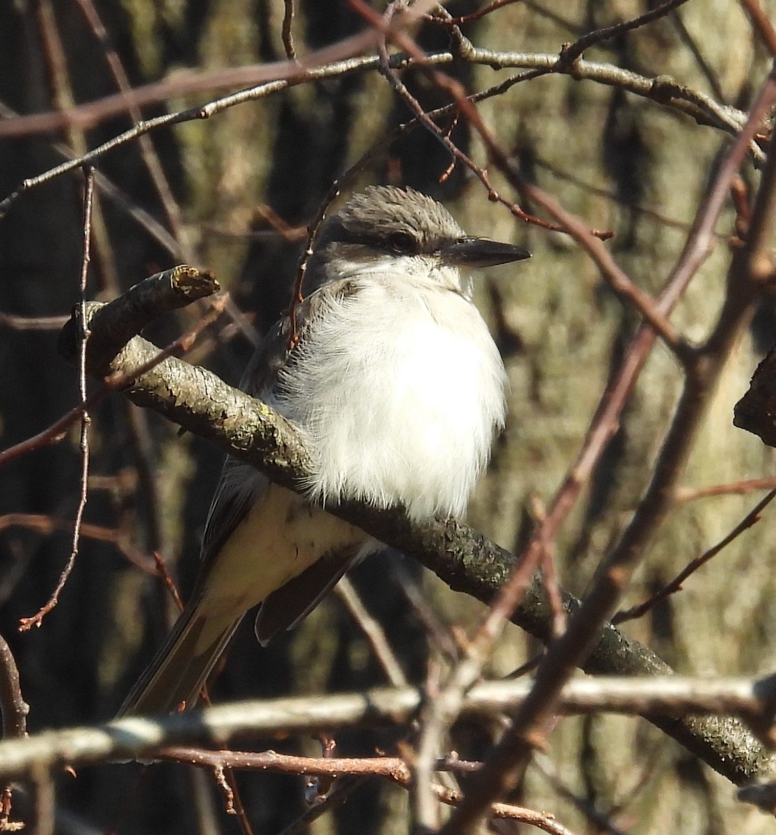 Gray Kingbird - ML645238917