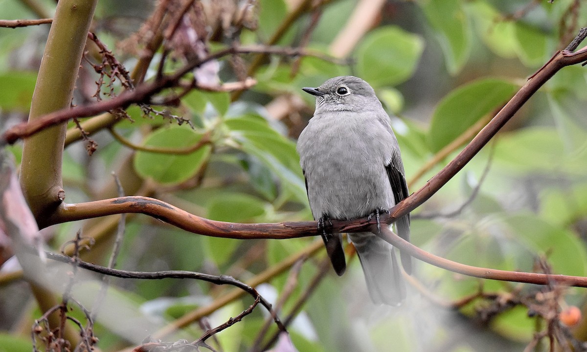 Townsend's Solitaire - ML645238919