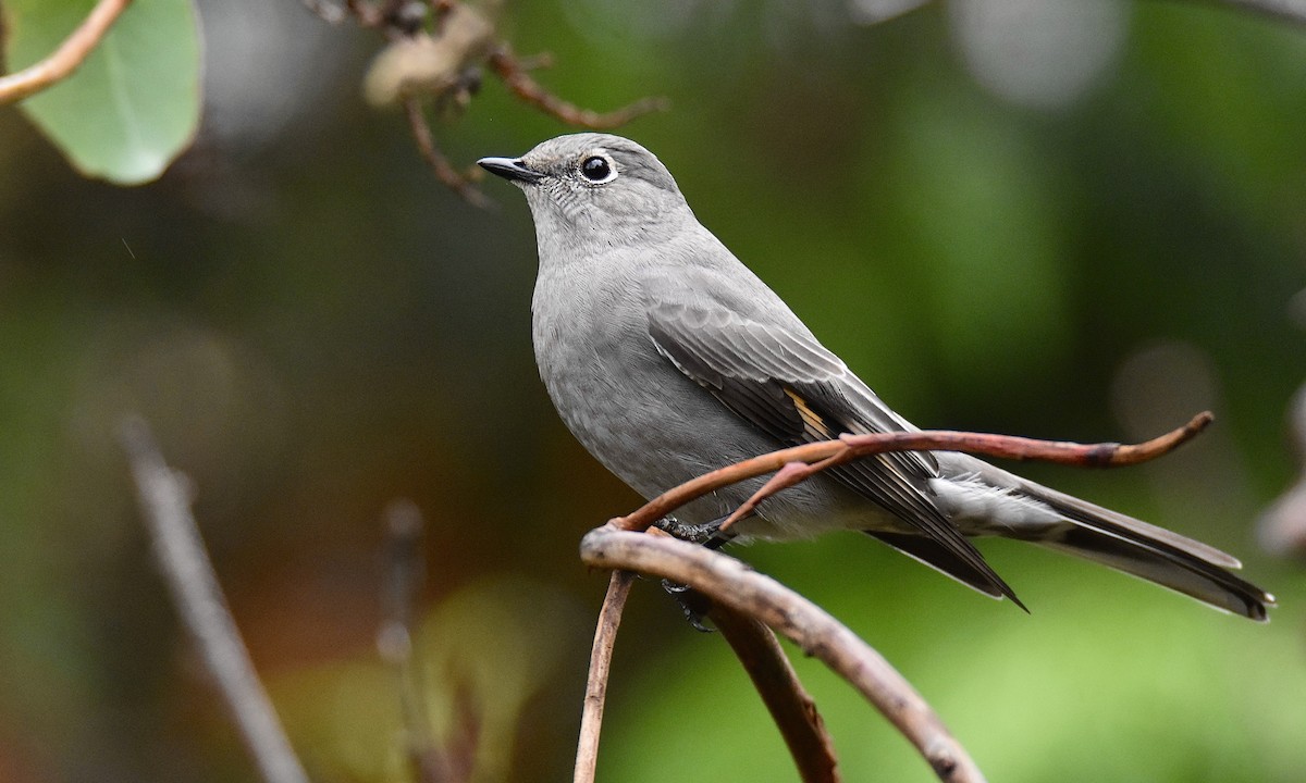 Townsend's Solitaire - ML645238920
