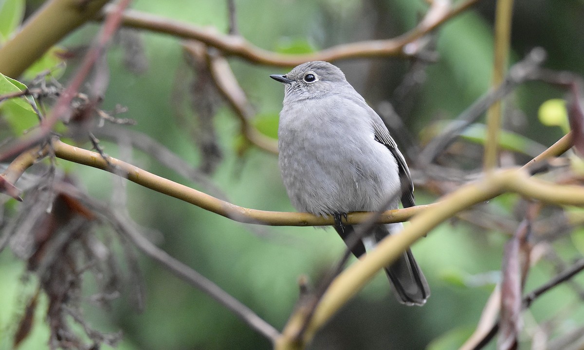 Townsend's Solitaire - ML645238921
