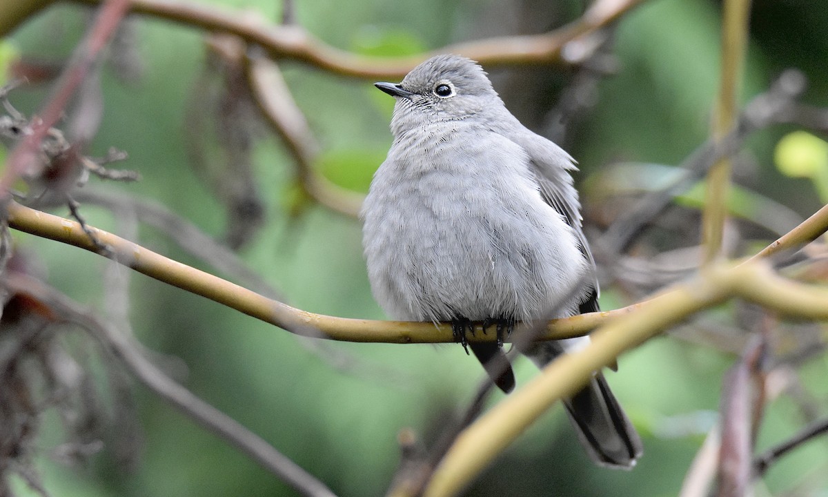 Townsend's Solitaire - ML645238922