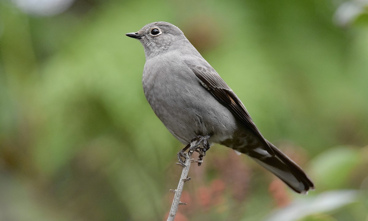 Townsend's Solitaire - ML645238923