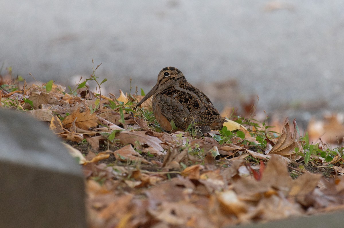 American Woodcock - ML645238924
