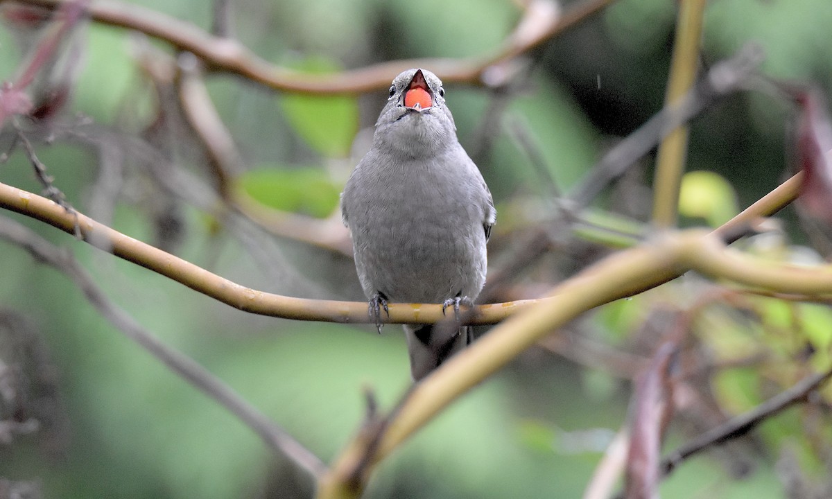 Townsend's Solitaire - ML645238925