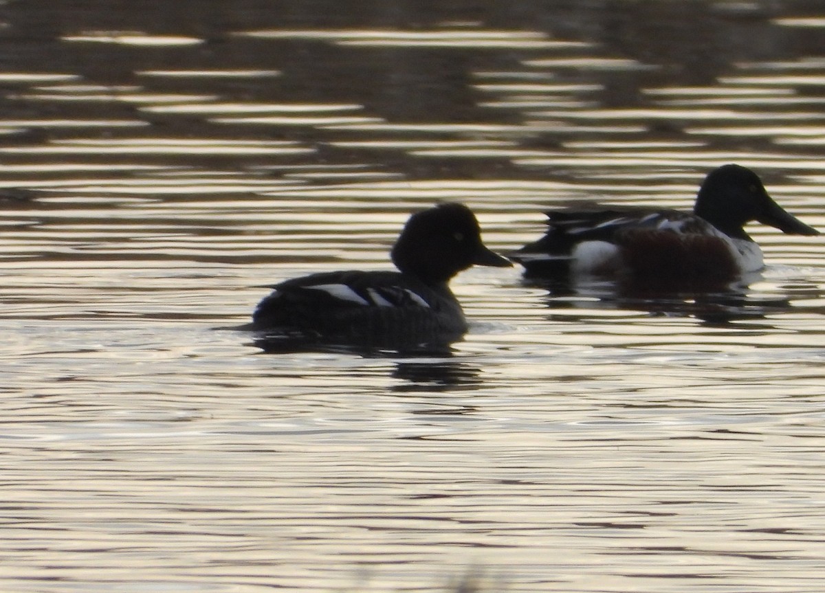 Quattrocchi - ML645238926