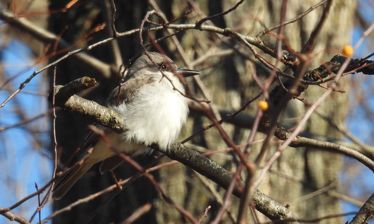 Gray Kingbird - ML645238934