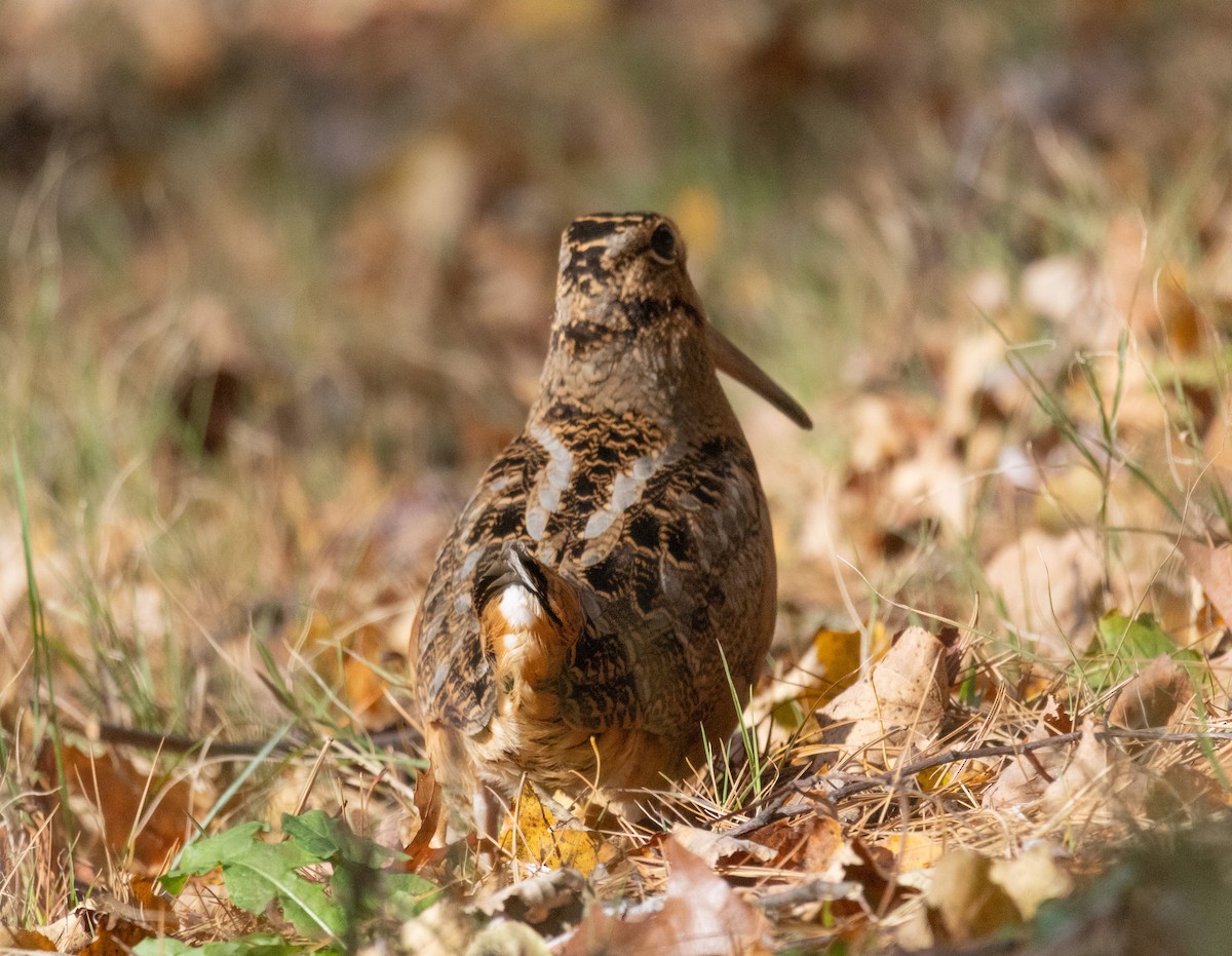 American Woodcock - ML645238943